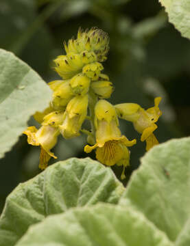 Image of yellow unicorn-plant