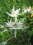 Image of Leontopodium campestre (Ledeb.) Hand.-Mazz.