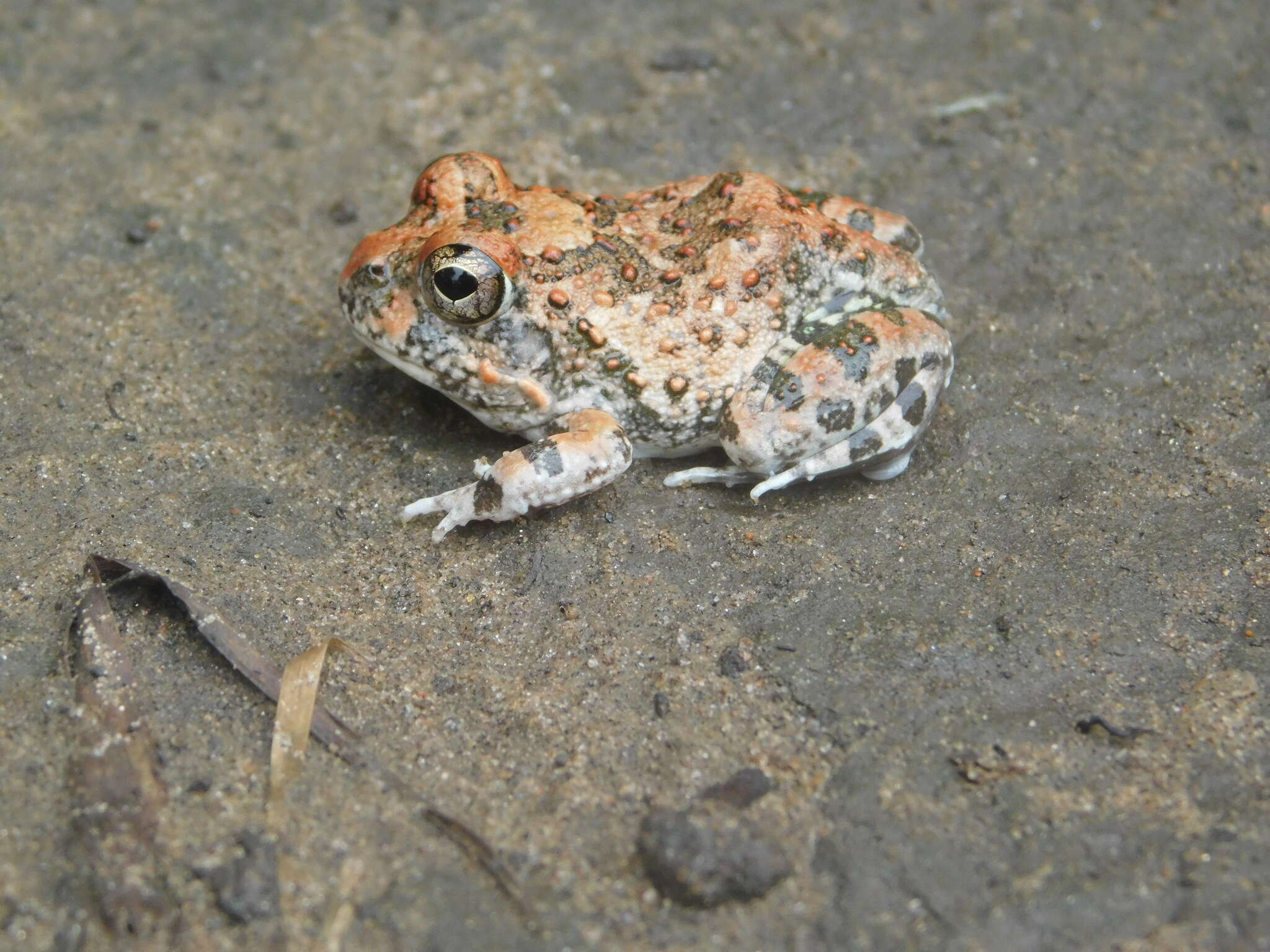 Tomopterna cryptotis (Boulenger 1907) resmi