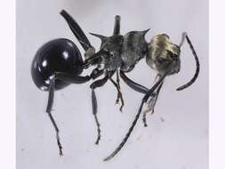 Image of Polyrhachis turneri Forel 1895