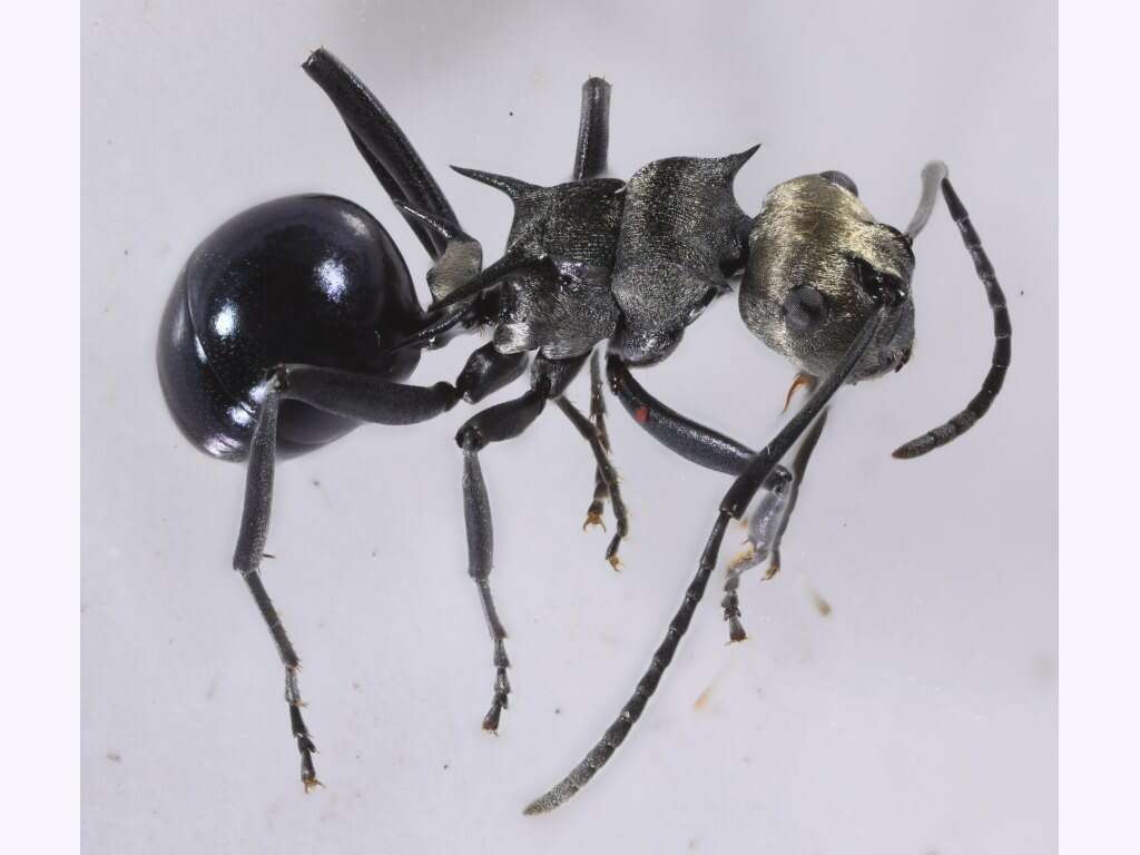 Image of Polyrhachis turneri Forel 1895