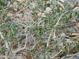 Image of Matelea trachyantha (Greenman) W. D. Stevens