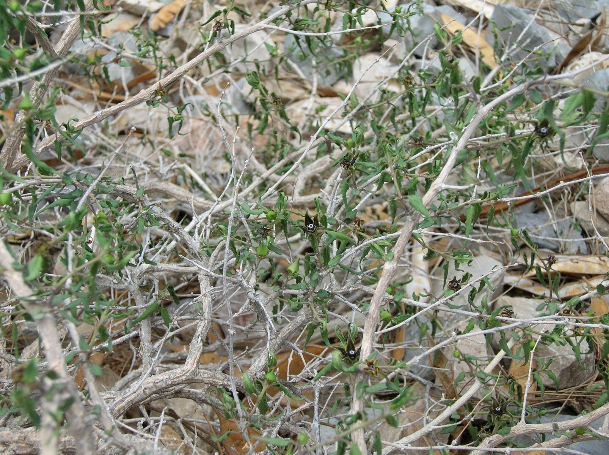 Sivun Matelea trachyantha (Greenman) W. D. Stevens kuva