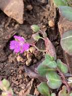 Image of Corbichonia decumbens (Forsk.) Exell