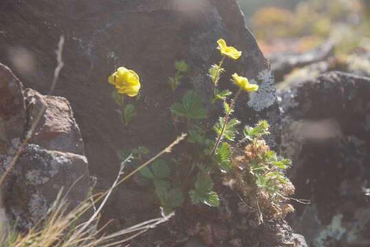 Imagem de Potentilla asperrima Turcz.