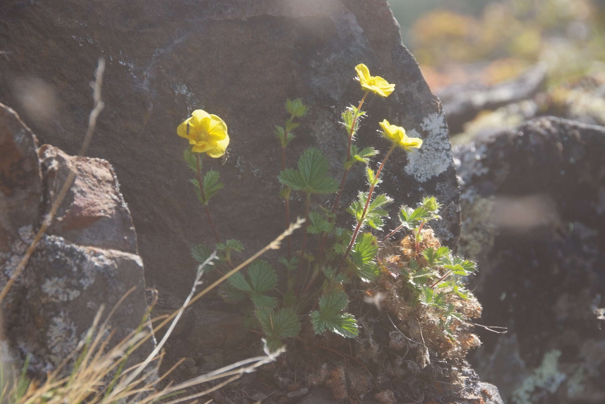 Image de Potentilla asperrima Turcz.