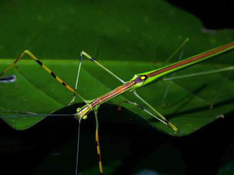 Image of Anarchodes annulipes (Gray 1835)