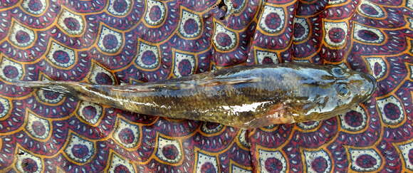 Image of Glossogobius