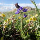 Imagem de Veronica tenuifolia subsp. javalambrensis (Pau) J. Molero & Pujadas