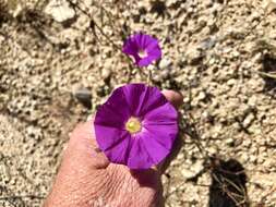 Imagem de Ipomoea ternifolia var. leptotoma (Torr.) J. A. Mc Donald