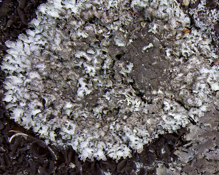 Image of shield lichen