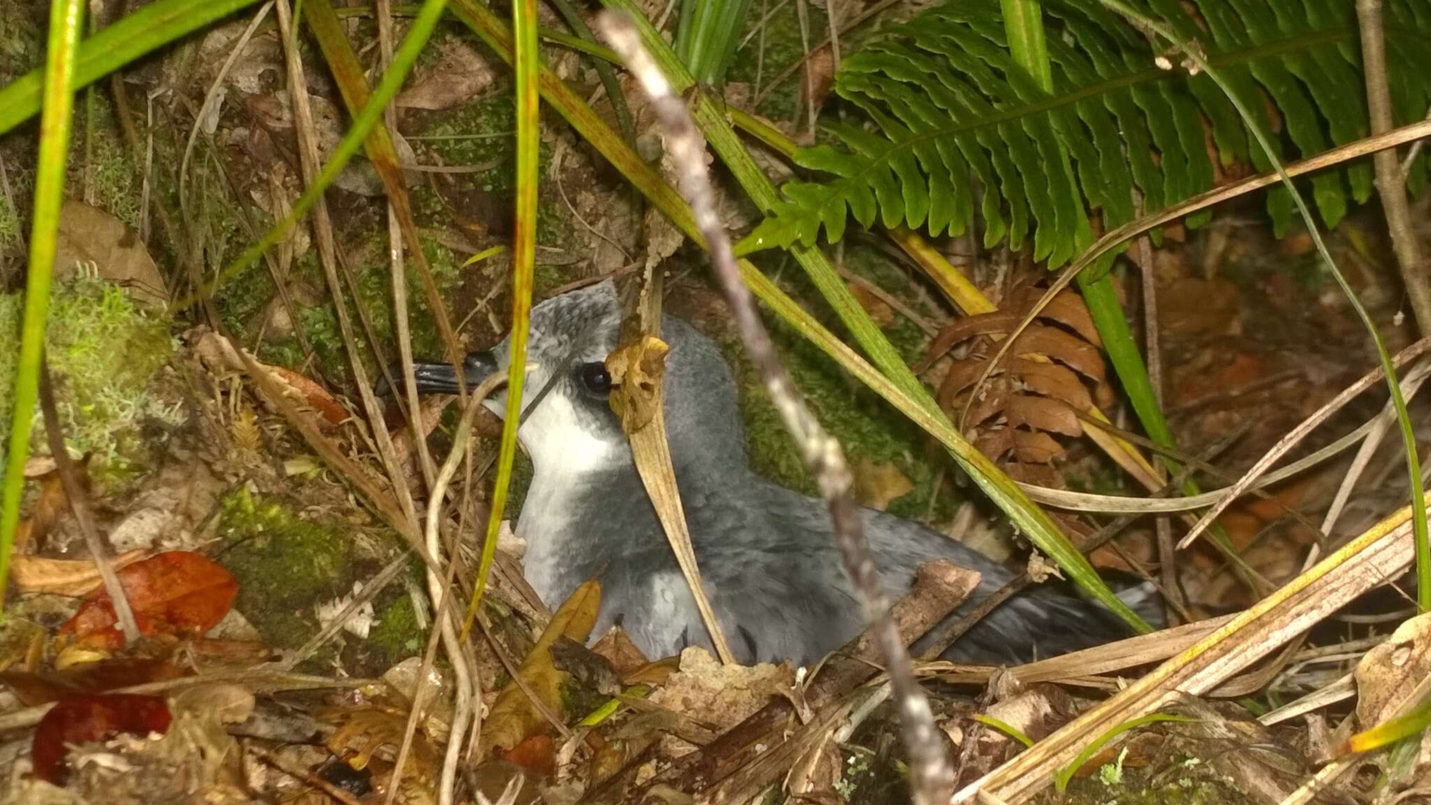 Image of Pycroft's Petrel