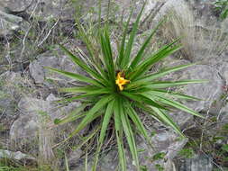 Image of Barbacenia involucrata L. B. Sm.