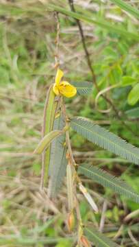 Image de Chamaecrista capensis (Thunb.) E. Mey.