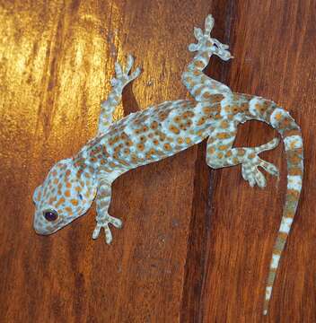 Imagem de Gekko gecko (Linnaeus 1758)