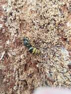 Image of Alaska Yellowjacket