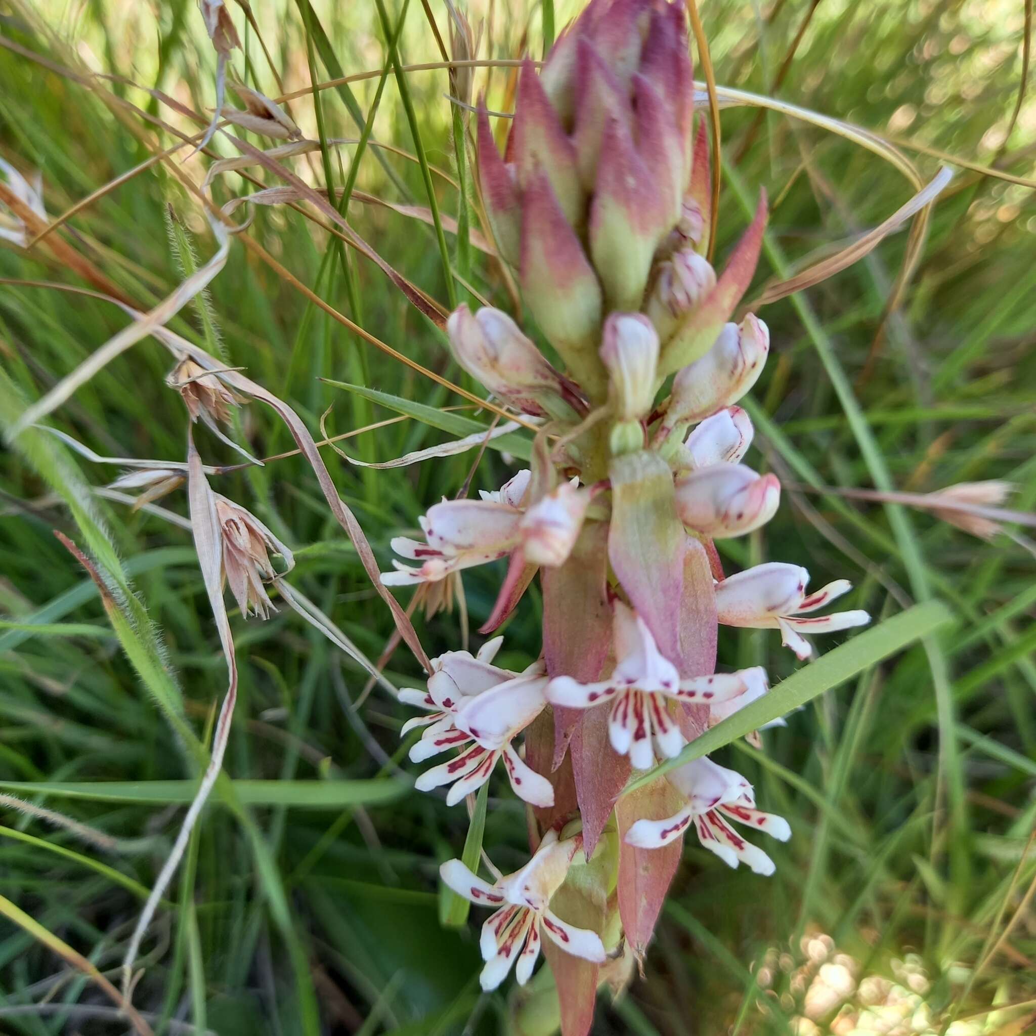 Image of Satyrium cristatum var. cristatum