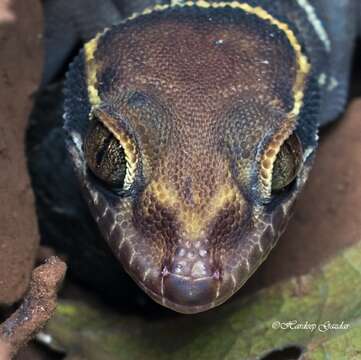 Image of Banded Ground Gecko