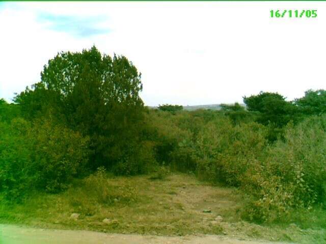 Juniperus coahuilensis (Martínez) Gaussen ex R. P. Adams resmi