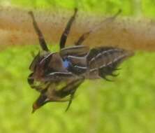 Image of Guayaquila pallescens Stål