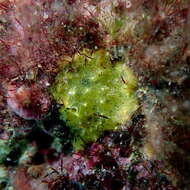 Image of sulfur sponge