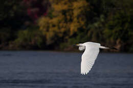 Image of Ardea alba melanorhynchos Wagler 1827