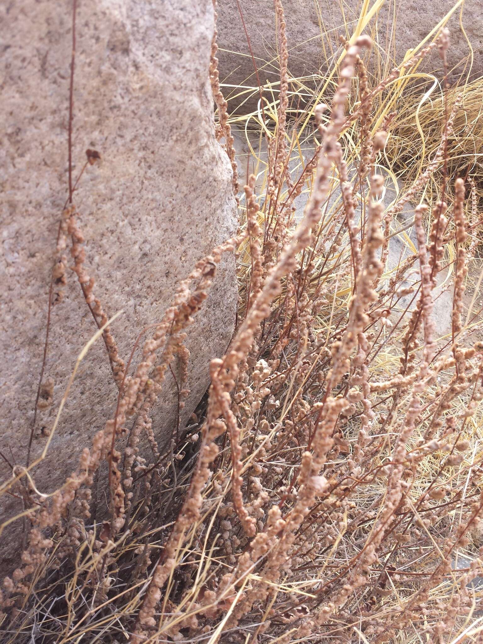 Image of wavy scaly cloakfern