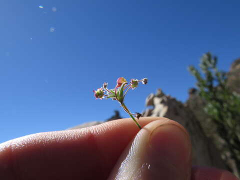 Image of Centella villosa L.