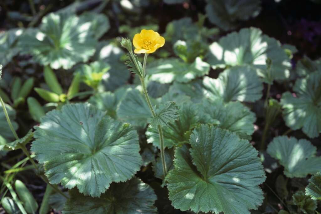 Geum radiatum Michx.的圖片