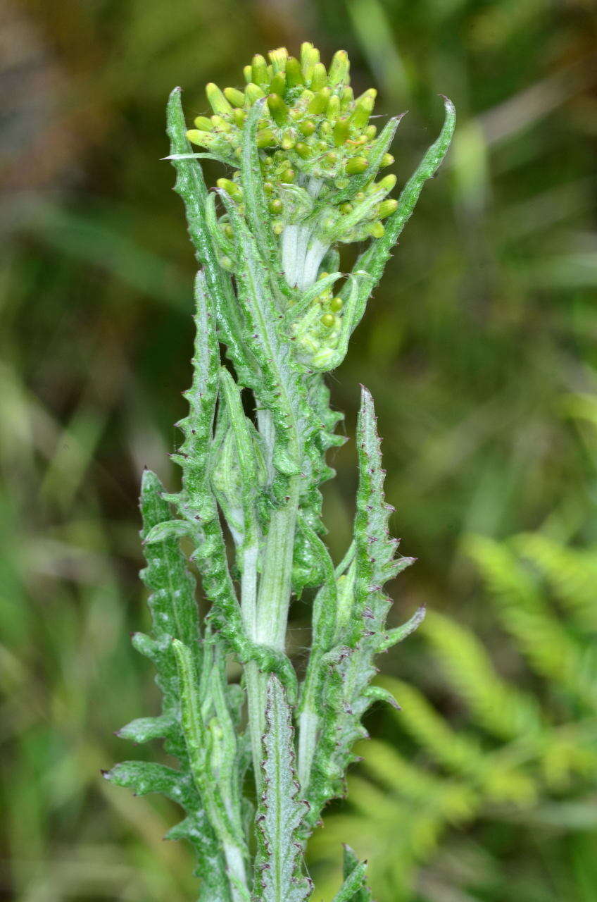 Слика од Senecio glomeratus subsp. glomeratus