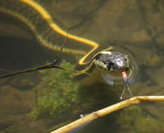 Image of Thamnophis atratus zaxanthus Boundy 1999