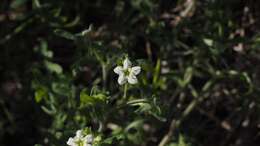 Image of white fiestaflower