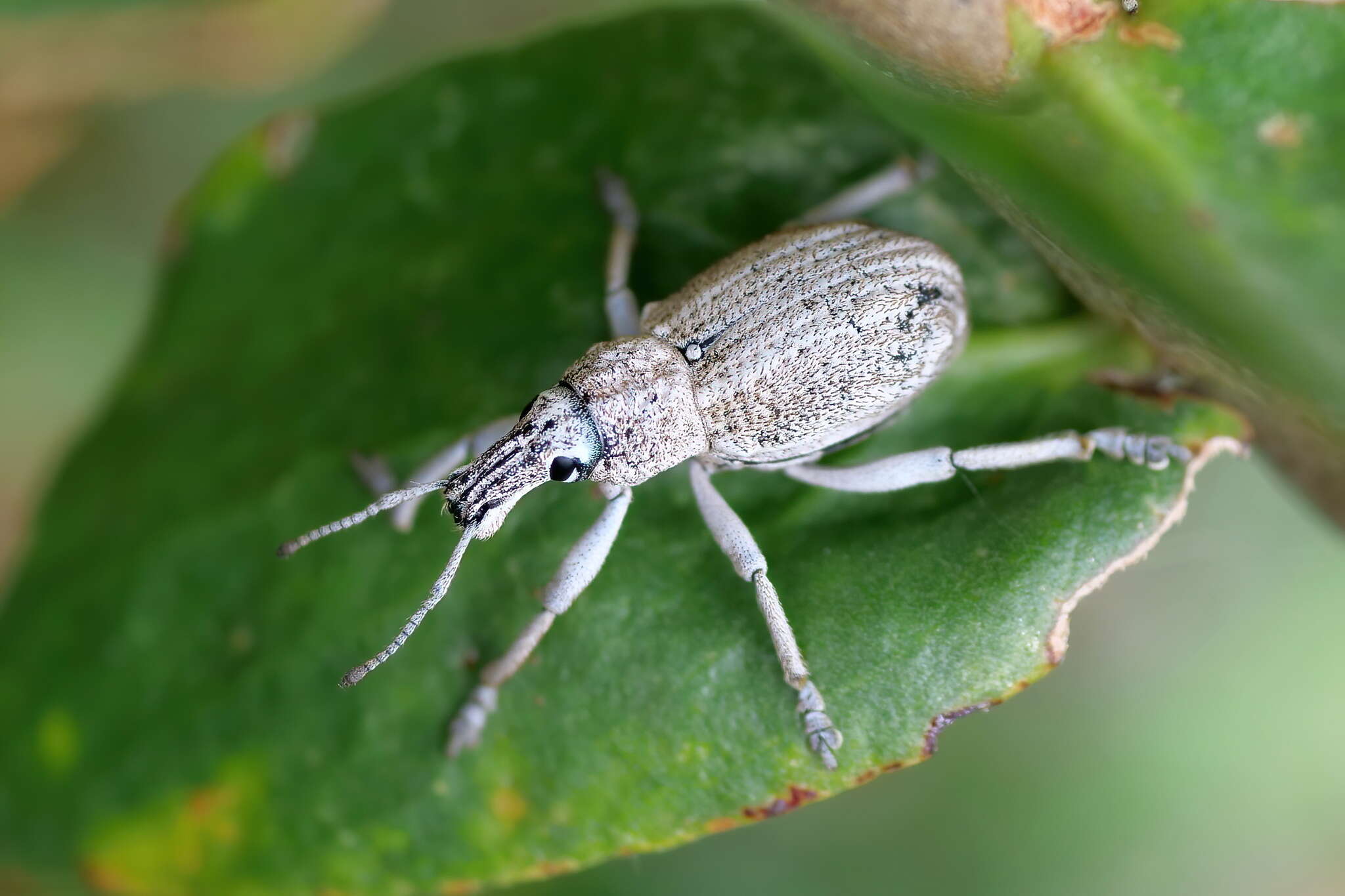 Image of Leptopius robustus (Olivier 1807)