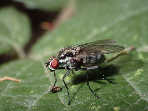 Hylemya latevittata (Stein 1908)的圖片