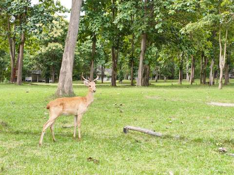 Image of Eld’s deer