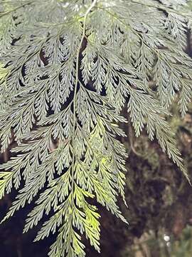 Image of Lacy hare’s-foot fern