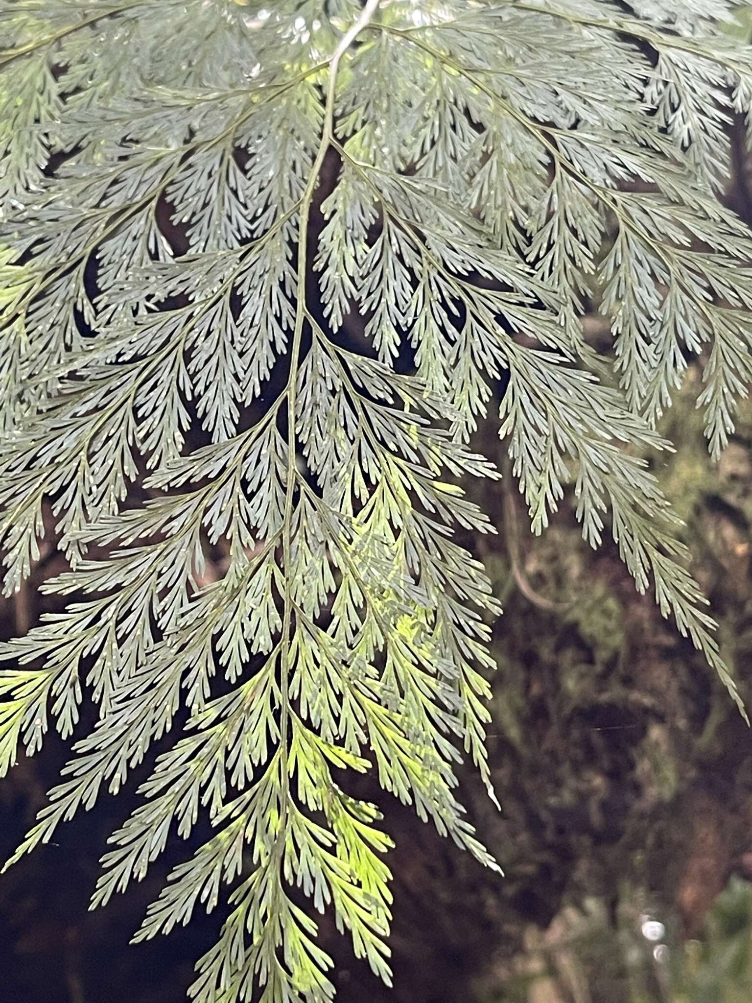 Image of Lacy hare’s-foot fern