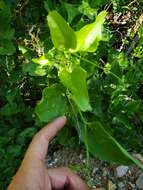 Image de Smilax californica (A. DC.) A. Gray