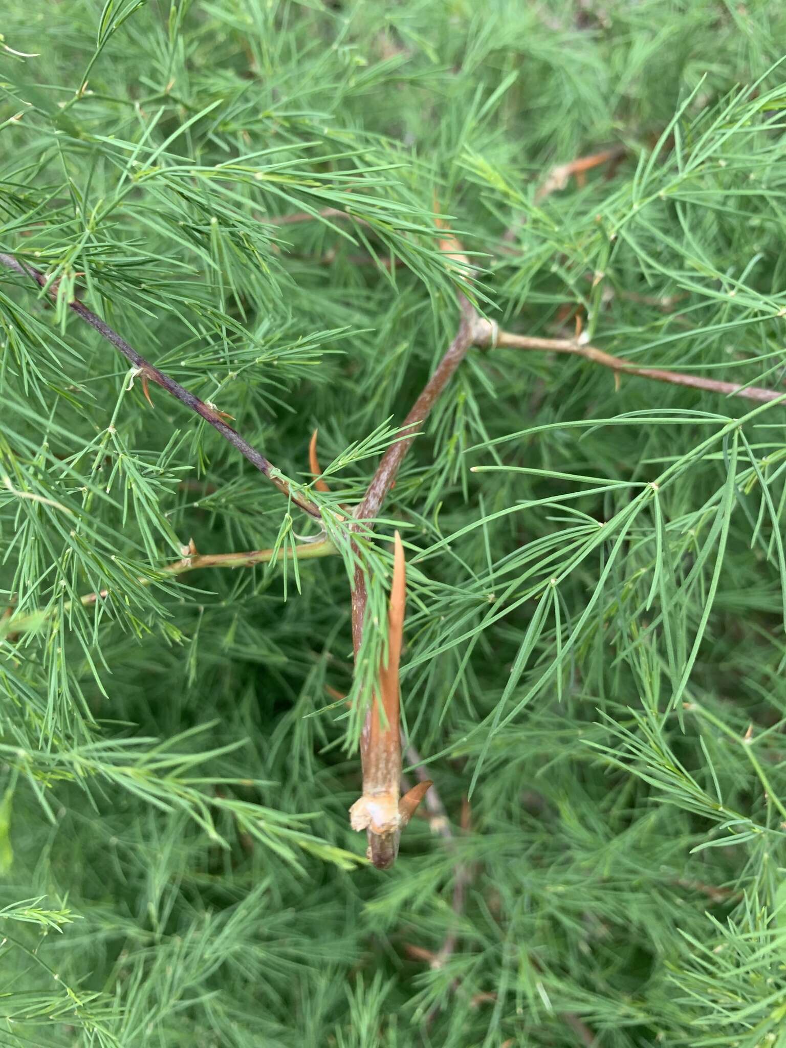 Image of Asparagus buchananii Baker