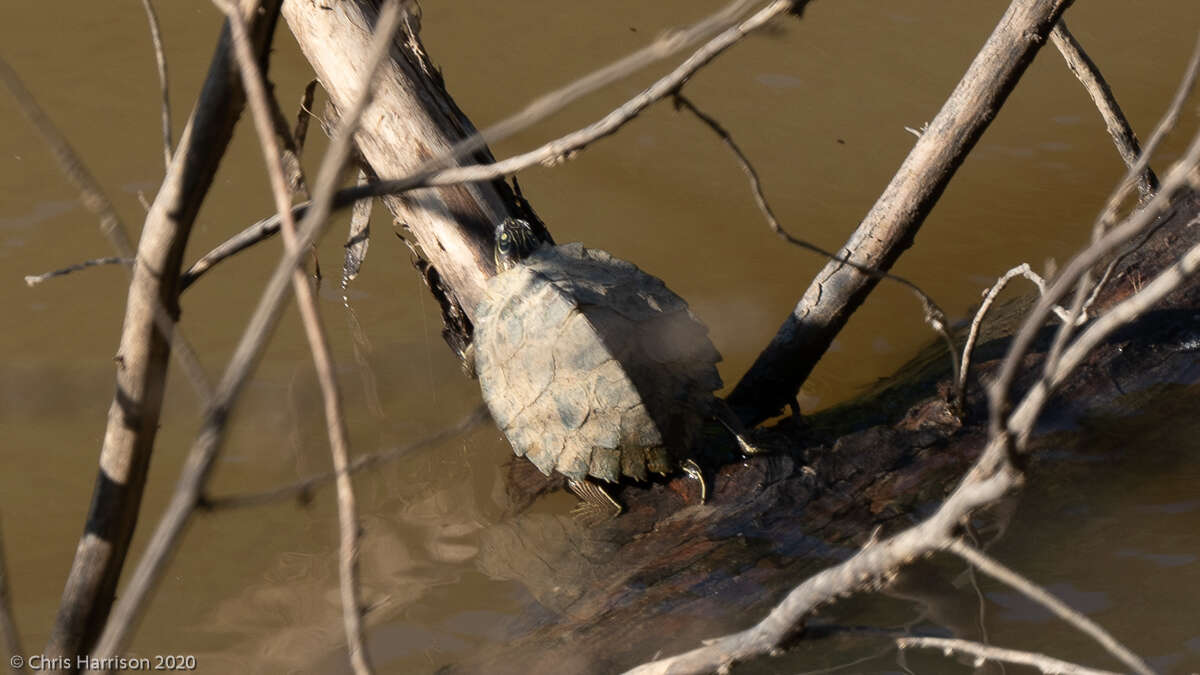 Image of Sabine map turtle