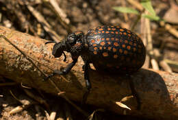 Plancia ëd Brachycerus ornatus Reiche 1857