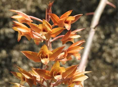 Image of Carrion orchid