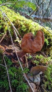 Imagem de Gyromitra ambigua (P. Karst.) Harmaja 1969