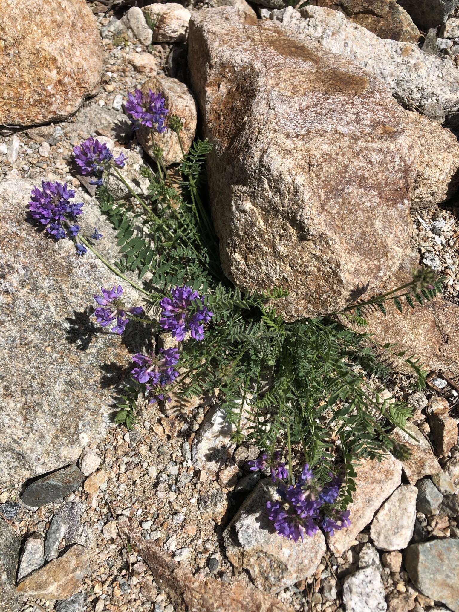 Plancia ëd Oxytropis lazica Boiss.