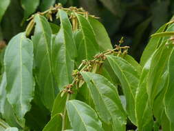 Image of Smythea bombaiensis (Dalz.) Banerjee & P. K. Mukherjee