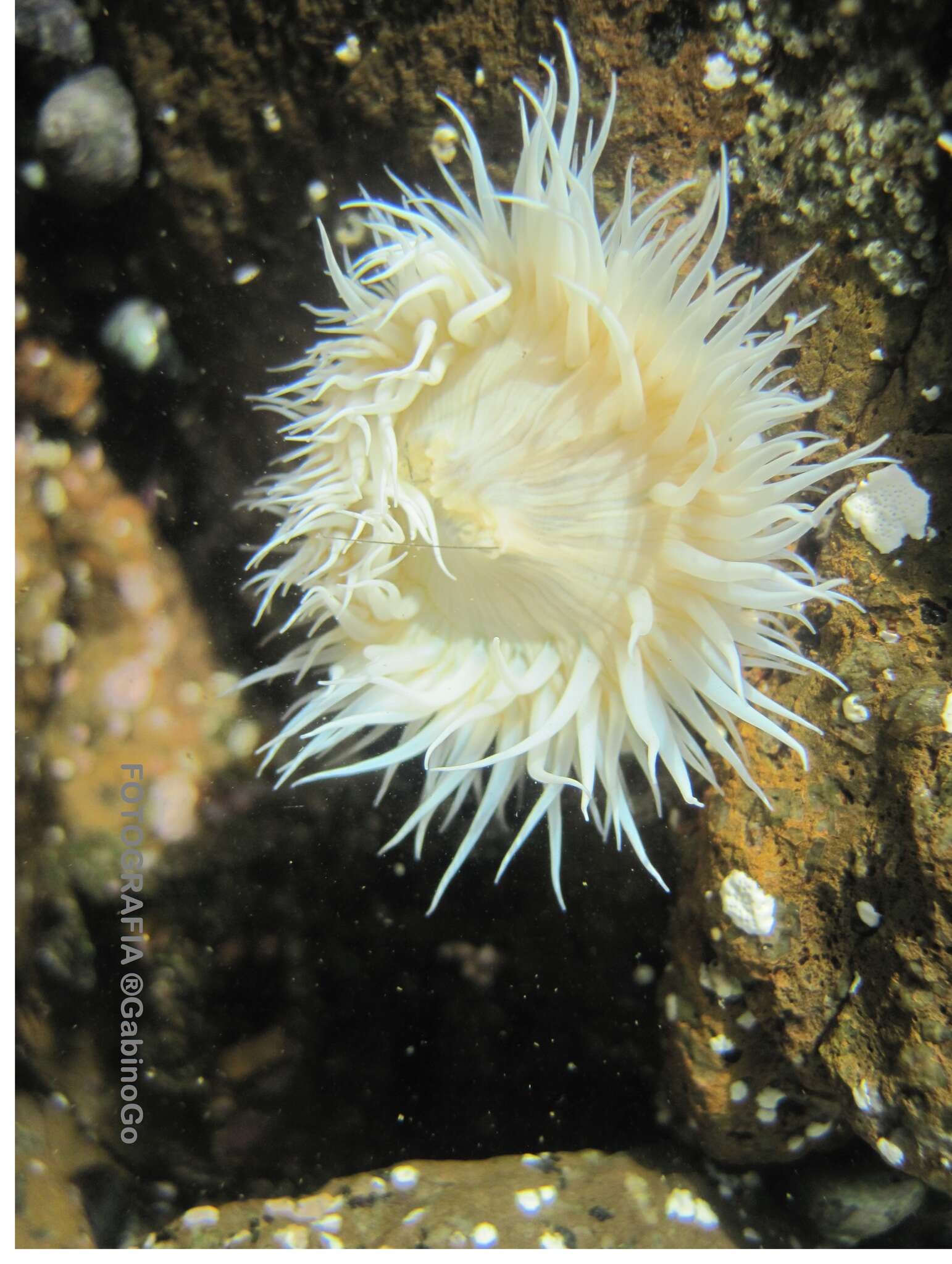 Image of Striped anemone