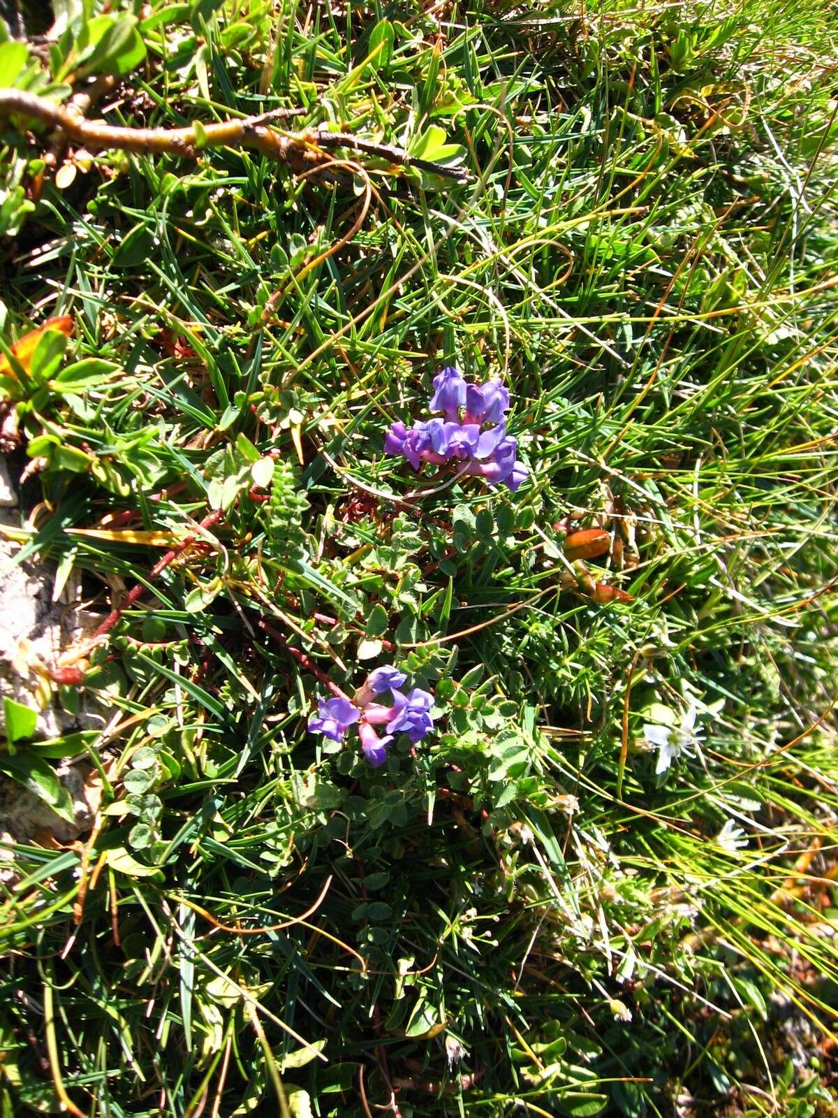 Image de Oxytropis jacquinii Bunge