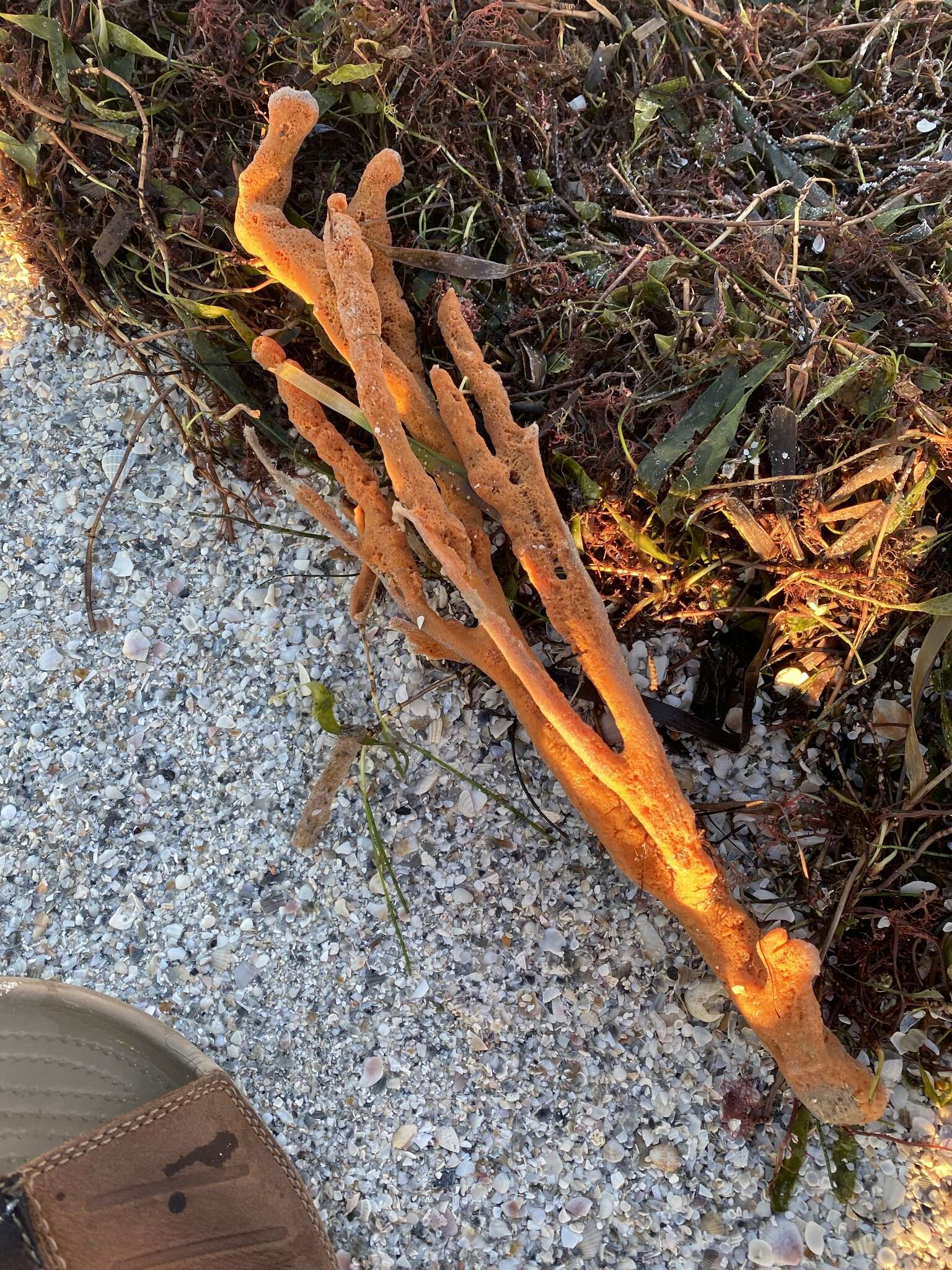 Image of Axinella polycapella de Laubenfels 1953