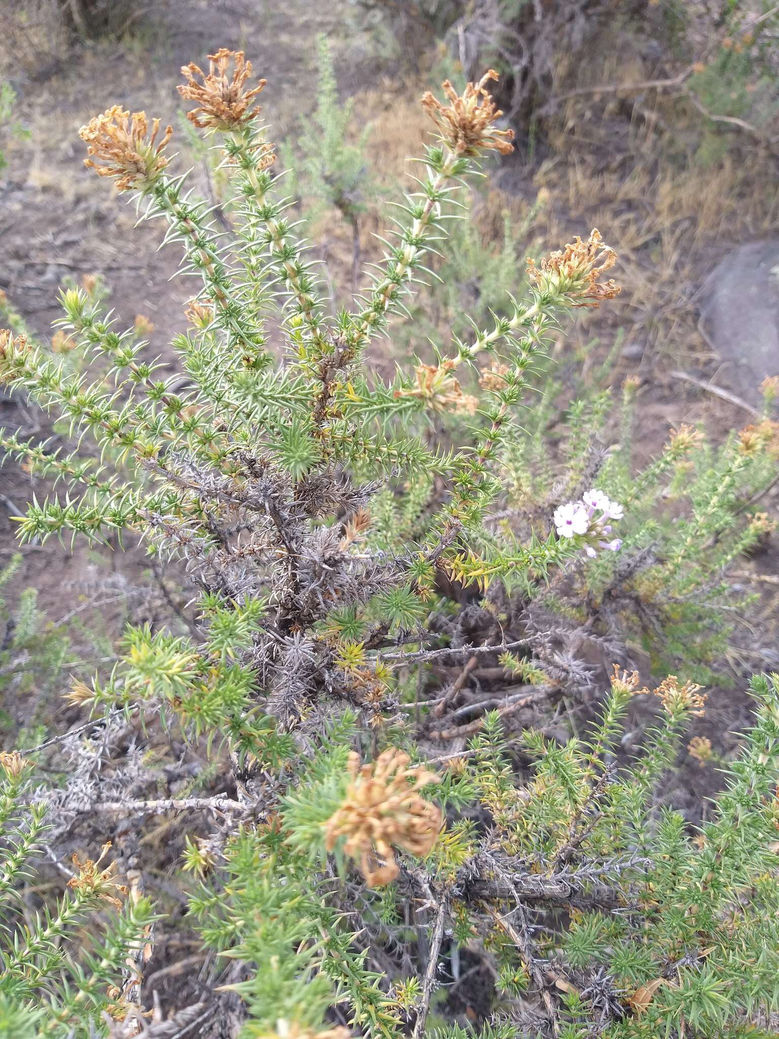 Image of Junellia juniperina (Lag.) Moldenke