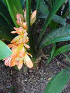 Imagem de Clivia